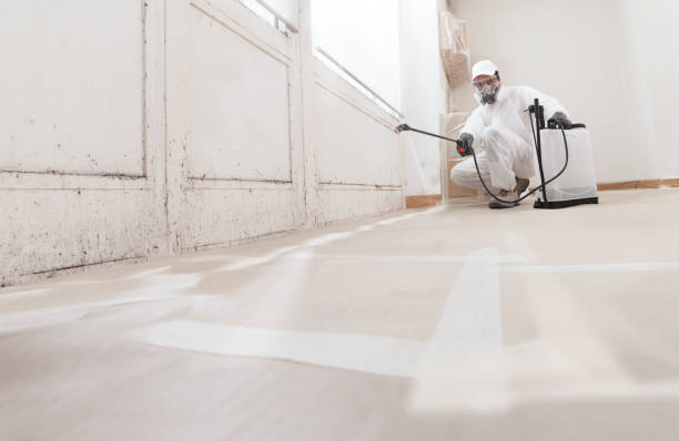 Black mold remediation team in Plant City