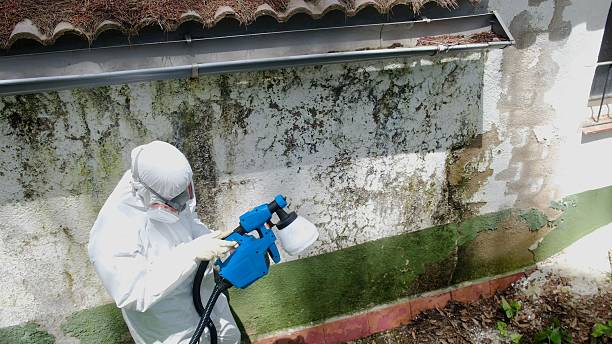 Mold Removal service in Plant City